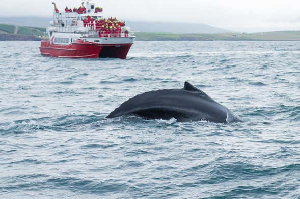 Avistamiento de ballenas en Akureyri