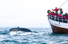 Avistamiento de ballenas y frailecillos