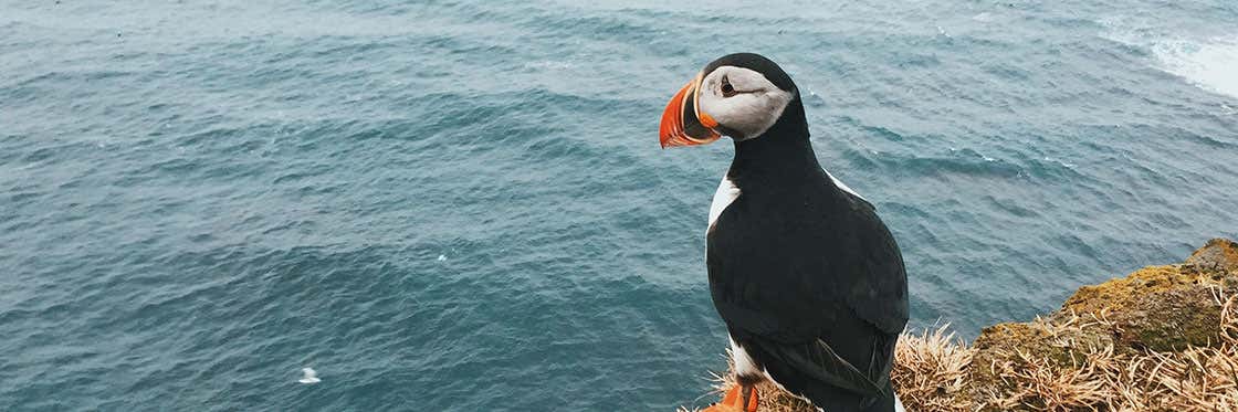 Avistamiento de frailecillos en Islandia