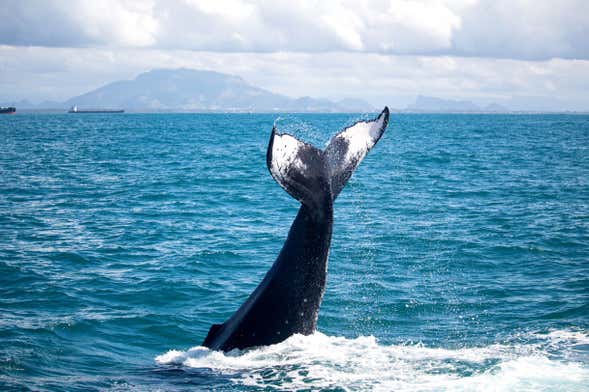 Avistamiento de ballenas en lancha rápida